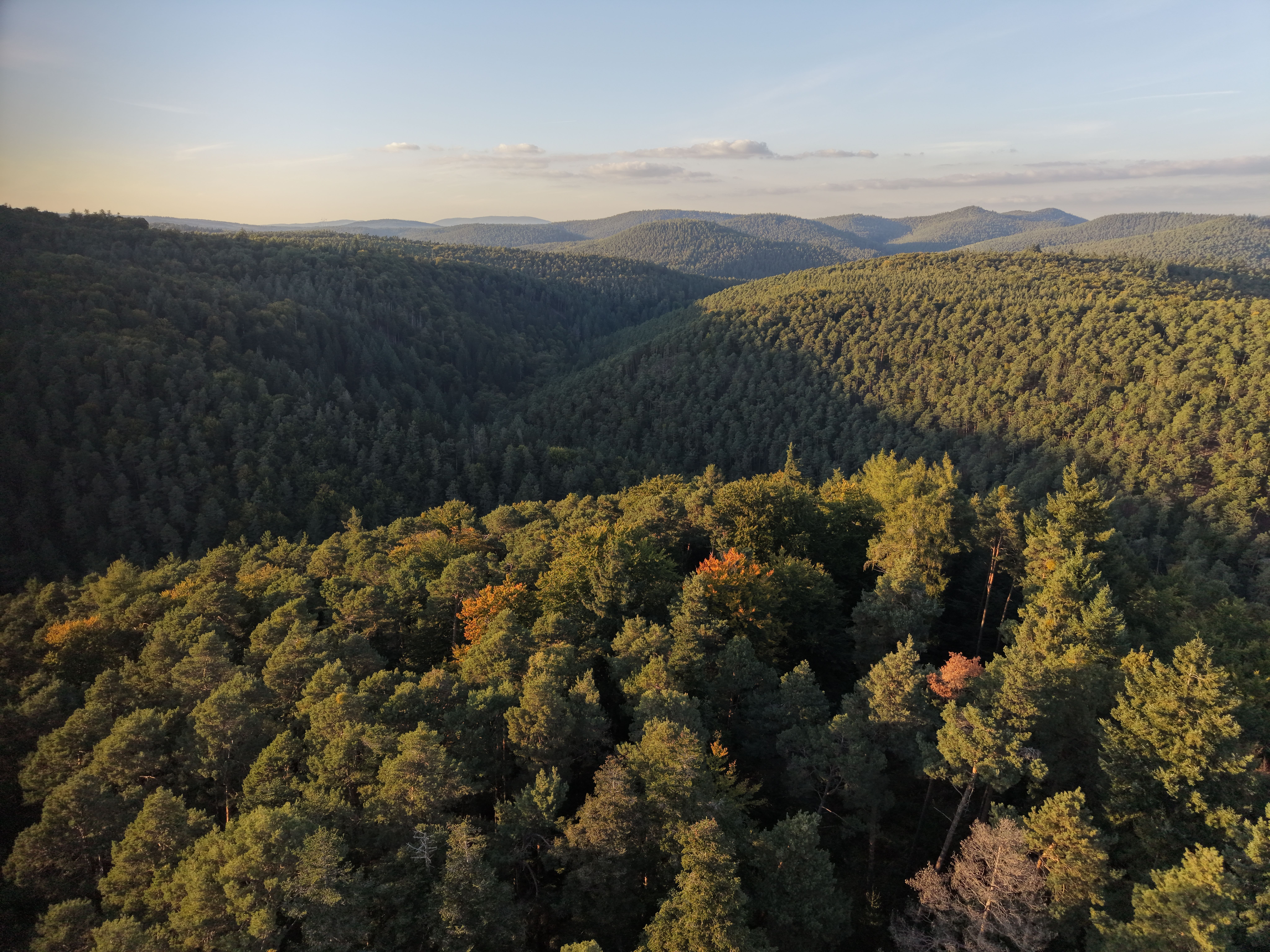 Fernblick über die bewaldeten Höhenzüge des Pfälzerwalds von einem Aussichtspunkt