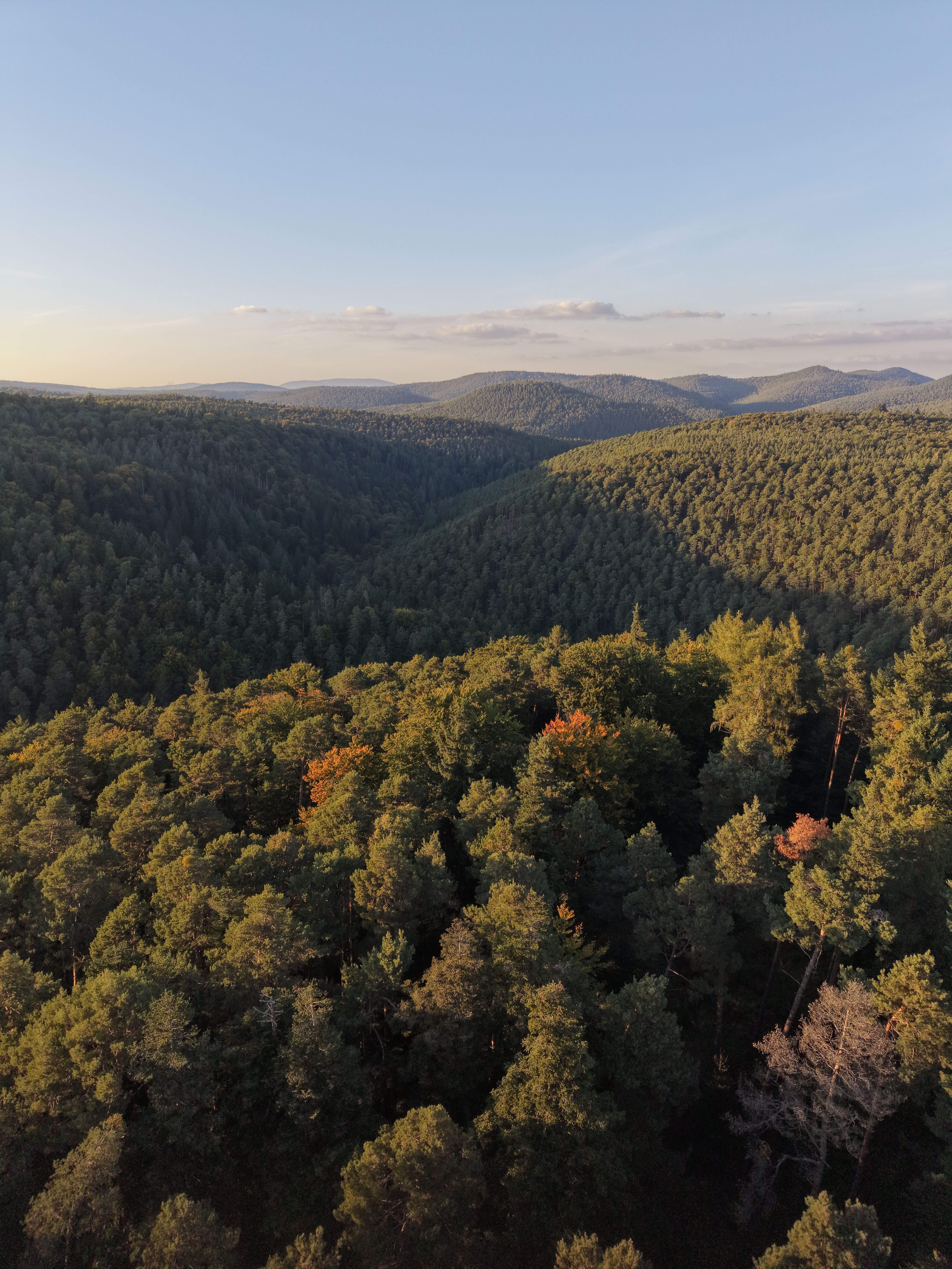 Weiter Blick über die bewaldeten Höhenzüge des Pfälzerwalds von einem Aussichtspunkt